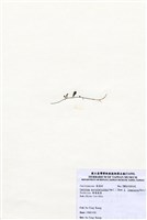 藏品(棒葉蕨藻)的圖片